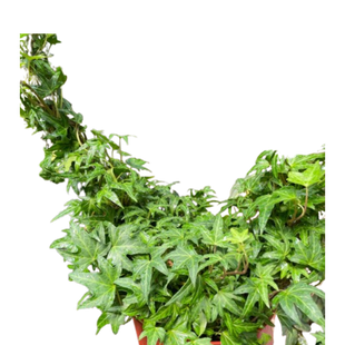 Ivy Green Topiary Heart