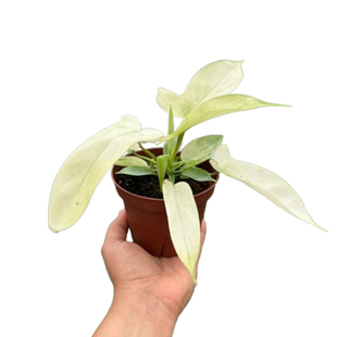 Philodendron 'Florida Ghost'