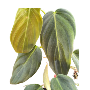 Philodendron Gigas