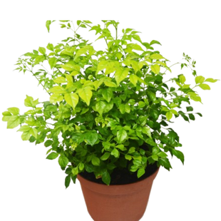 Radermachera 'China Doll' - 6" Pot