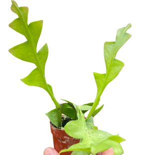 Shark Tooth Orchid Cactus