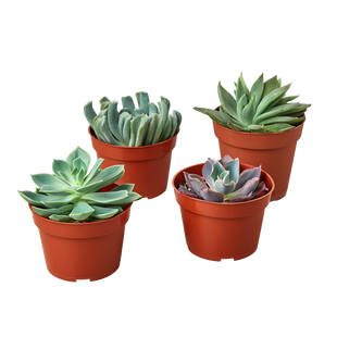4 Echeveria Succulent Variety Pack - 4.0" Pot