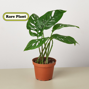 4" potted Monstera Swiss Cheese