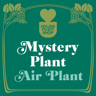 Mystery Air Plant - House Plant Shop