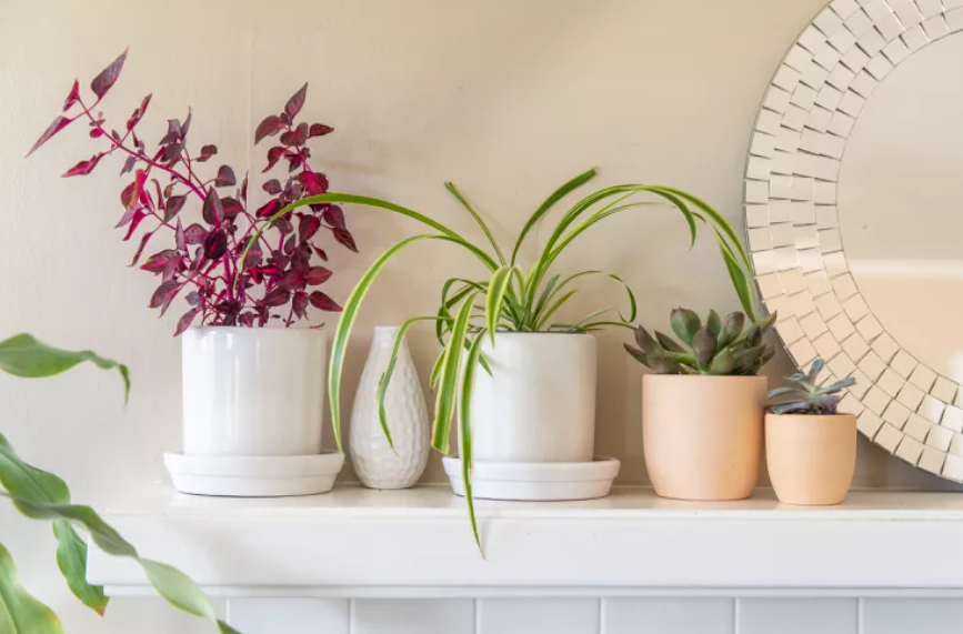 Bringing Nature Indoors: A Guide to Stylish Plant Decor