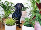 Green Paws: A Guide to Pet-Friendly Plants for a Happy Home