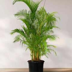 Collection image for: Tropical Plants