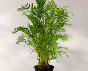 Collection image for: Tropical Plants