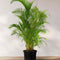 Tropical Plants