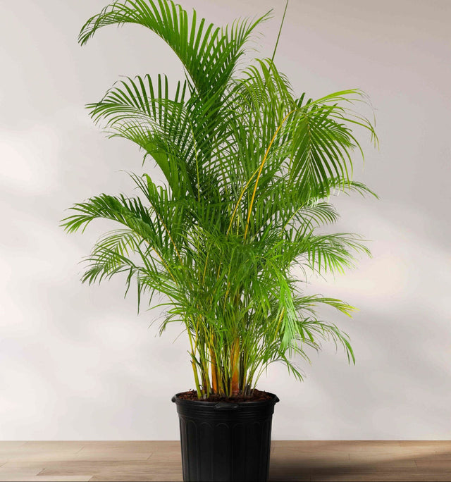 Tropical Plants