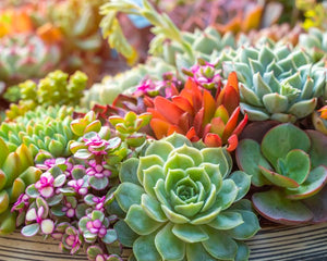 Collection image for: Succulents