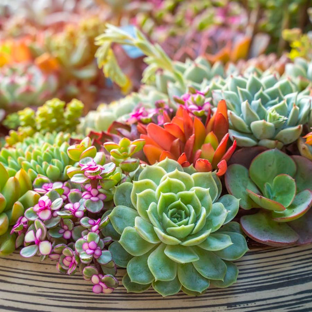 Succulents
