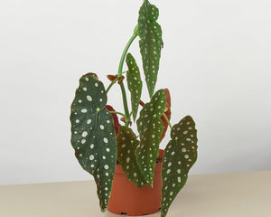 Collection image for: Rare Plants