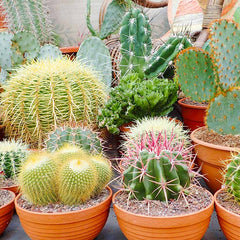 Collection image for: Cactus