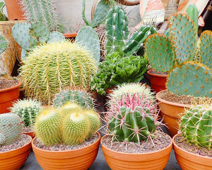 Collection image for: Cactus
