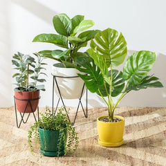Collection image for: All Plants
