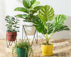 Collection image for: All Plants For Home And Garden Essentials