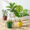 All Plants