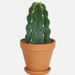 Collection image for: Cactus