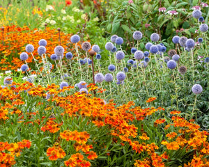 Collection image for: Flowering Plants