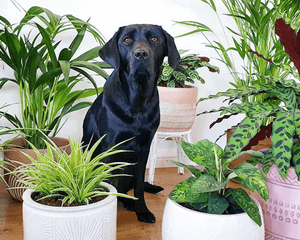 Collection image for: Pet Friendly