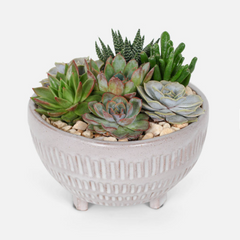 Collection image for: Succulents