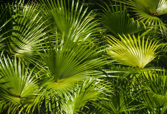 Tropical Plants