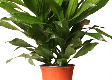 Dracaena 'Janet Craig'