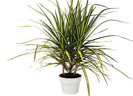 Dracaena Marginata 'Sunshine'