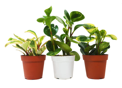 3 Different Peperomia Plants in 4" Pots - Baby Rubber Plants - House Plant Shop