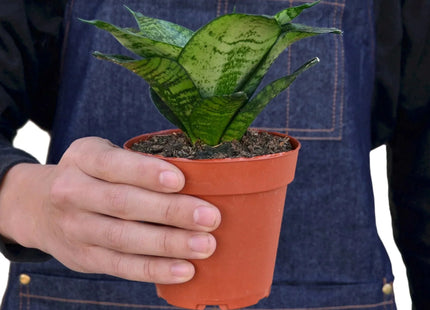 Snake Plant Black Robusta