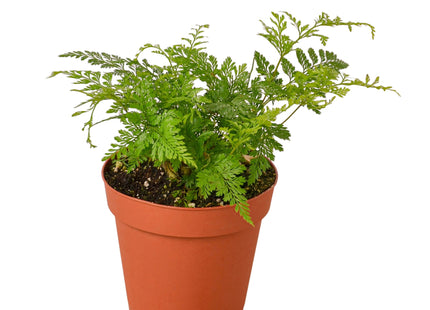 Rabbit's Foot Fern