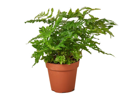 Autumn' Fern