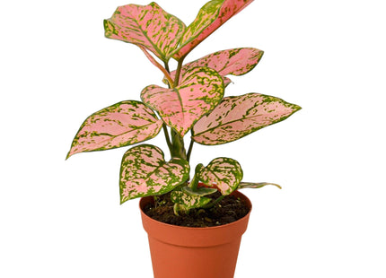 Chinese Evergreen 'Lady Valentine'