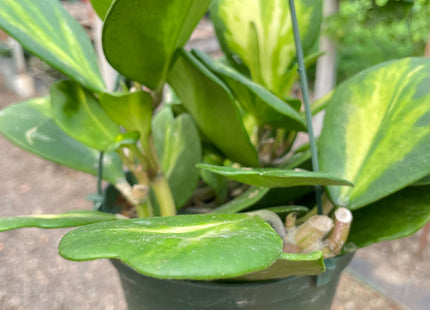 Hoya Heart 'Reverse Variegata'