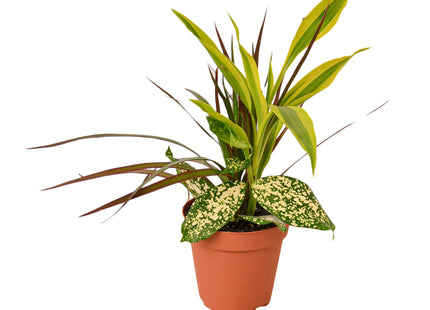 Dracaena 'Combo'