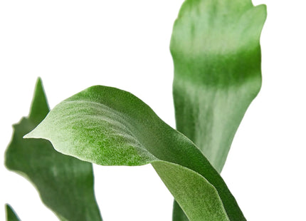 Staghorn Fern