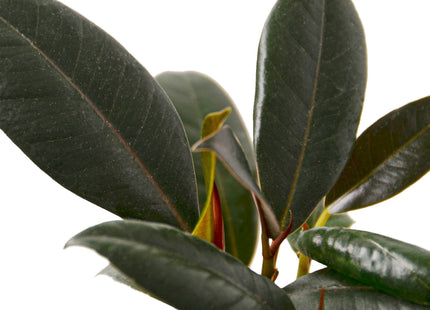 Ficus Elastica 'Burgundy'