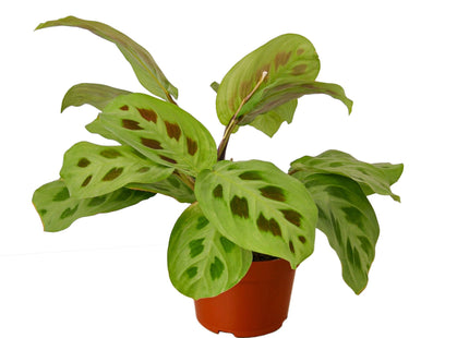 Maranta 'Leuconeura'