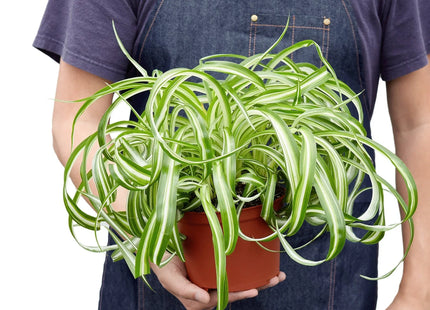 Spider Plant 'Bonnie'