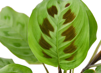 Maranta 'Leuconeura'