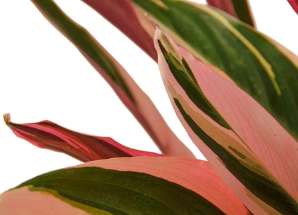 Stromanthe Triostar