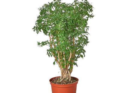 Aralia Ming Stump Plant