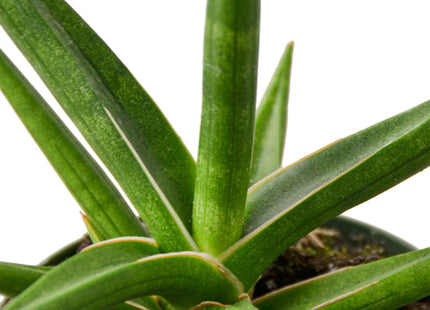 Snake 'Stuckii' - 4" Pot