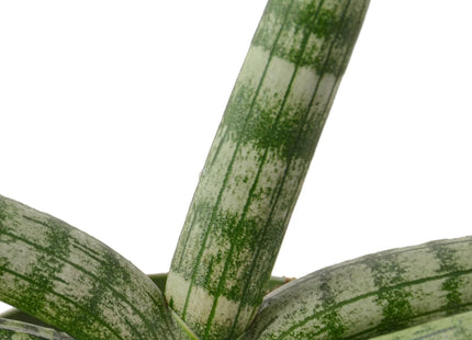 Snake Plant Starfish