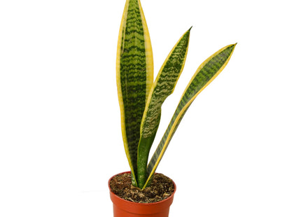 Snake Plant Laurentii