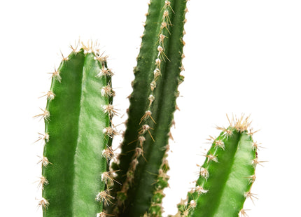 Fairy Castle Cactus