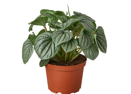 Peperomia 'Frost'