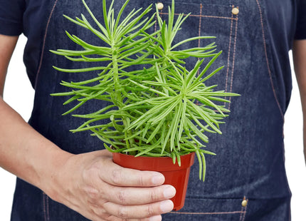Succulent Senecio 'Himalayan' - 4" Pot