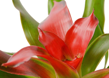 Bromeliad Medusa